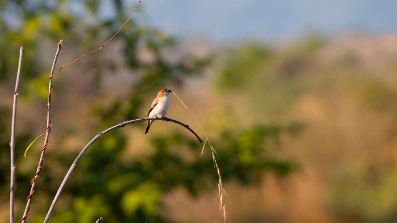 Dera Baghdarrah Nature Retreat Ουνταϊπούρ Εξωτερικό φωτογραφία
