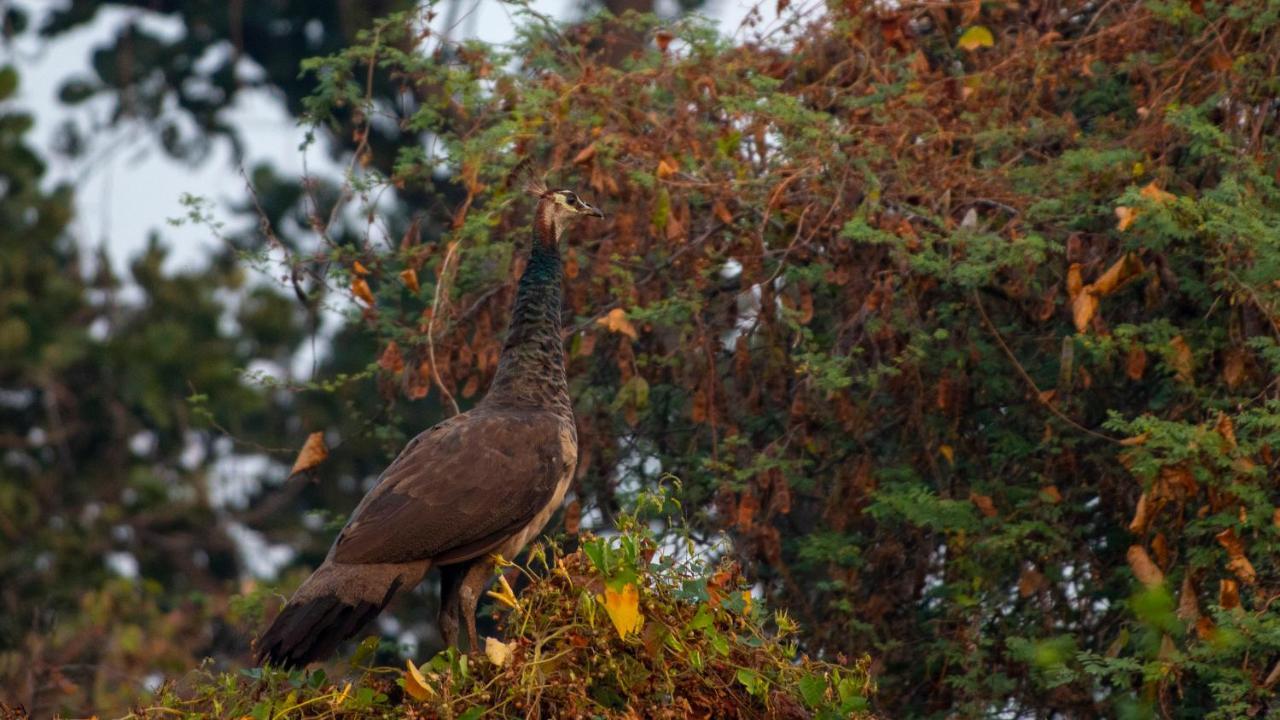 Dera Baghdarrah Nature Retreat Ουνταϊπούρ Εξωτερικό φωτογραφία
