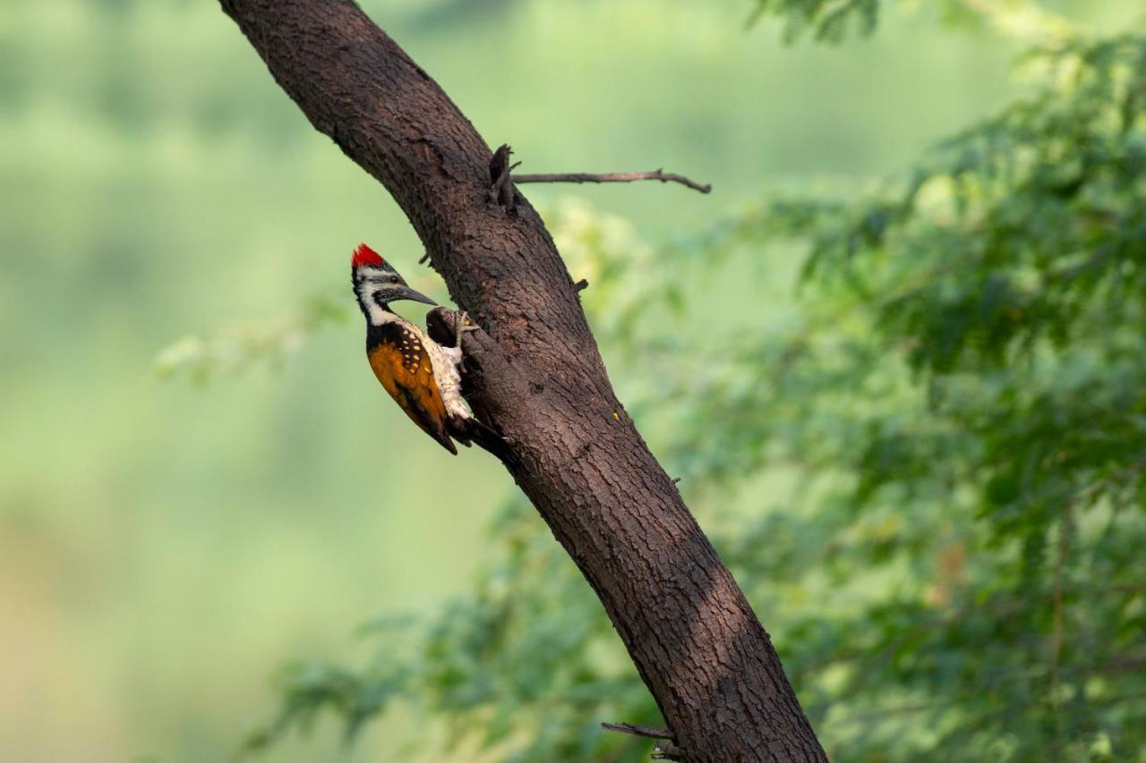 Dera Baghdarrah Nature Retreat Ουνταϊπούρ Εξωτερικό φωτογραφία
