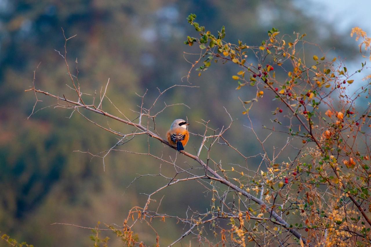 Dera Baghdarrah Nature Retreat Ουνταϊπούρ Εξωτερικό φωτογραφία